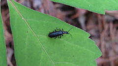 Rhagonycha angulata