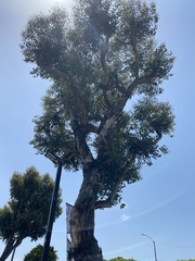 Eucalyptus polyanthemos vestita