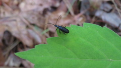 Rhagonycha angulata