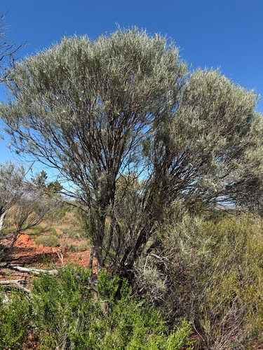 Eremophila oppositifolia observed 2026-10-06