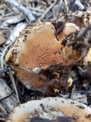 Sarcodon indurescens