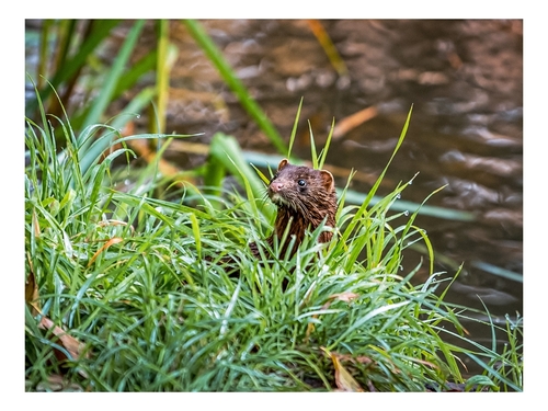 American Mink