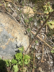 Lithophragma bolanderi