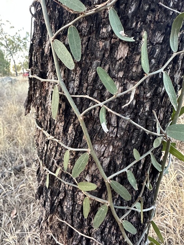 Capparis lasiantha observed 2026-10-06