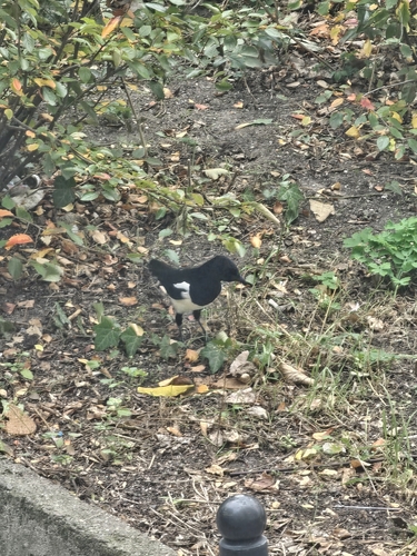 Eurasian Magpie