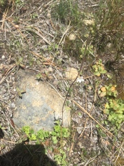 Lithophragma bolanderi