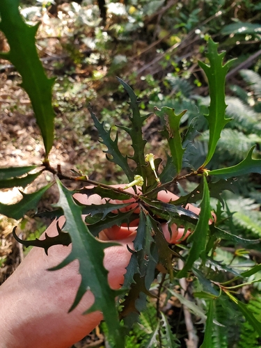 Alseuosmia quercifolia, 2026-10-06