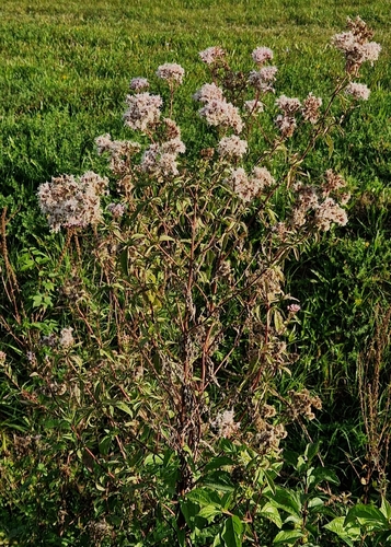 hemp agrimony