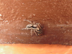 Menemerus bivittatus