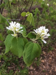 Amelanchier interior