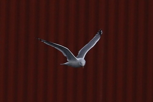 European Herring Gull