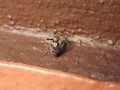 Menemerus bivittatus