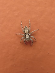 Menemerus bivittatus