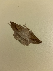 Euchlaena tigrinaria