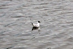 Chroicocephalus ridibundus