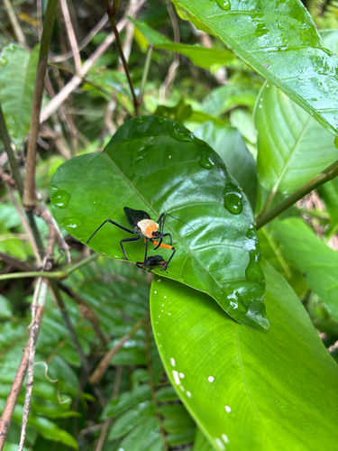Rhynocoris nitidulus