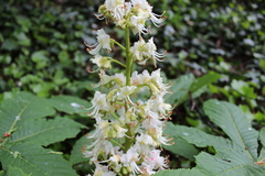 Aesculus hippocastanum