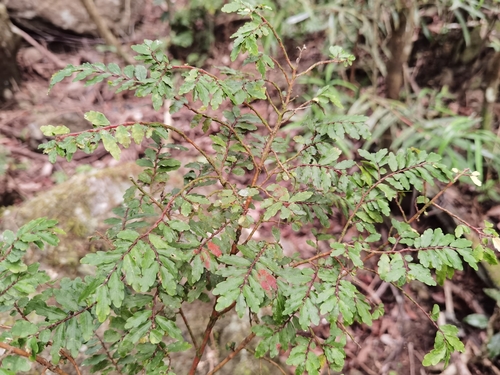 Elatostematoides filicoides in life