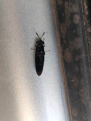 Black Soldier Fly