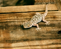 Tarentola mauritanica