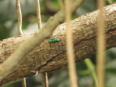 Chrysobothris frontiscalla