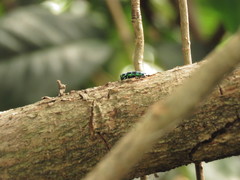 Chrysobothris frontiscalla