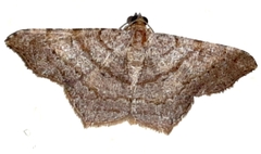Psamatodes pernicata