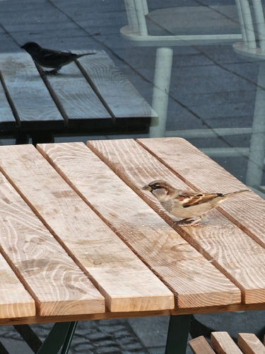 House Sparrow