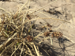 Carex sabulosa