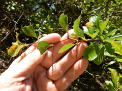 Crataegus viridis glabriuscula