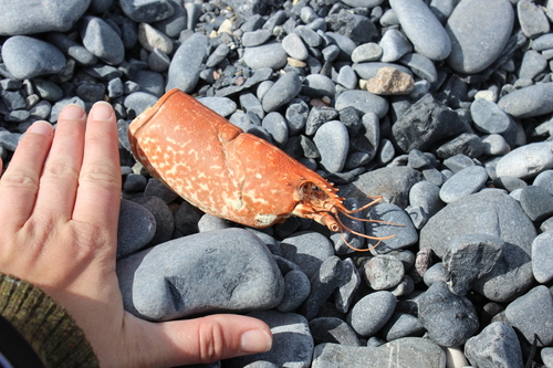 Homarus gammarus