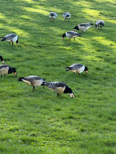 Barnacle Goose