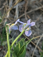 Downingia cuspidata