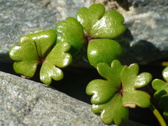 Hydrocotyle sulcata