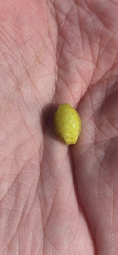 Festoon
