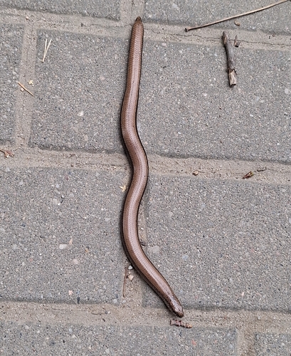 Common Slowworm