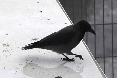 Hooded Crow