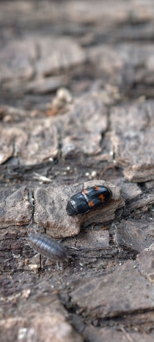 Glischrochilus japonius