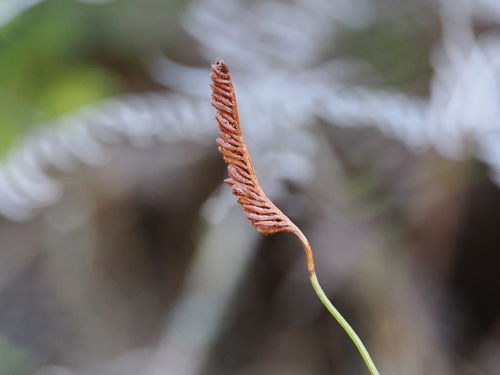 Microschizaea fistulosa observed 2026-10-02