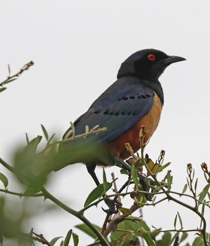 iNaturalist image