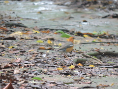 Geokichla citrina