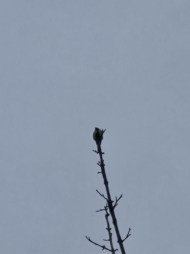 Great Tit