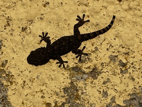 Moorish Gecko