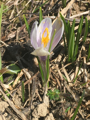 Crocus vernus