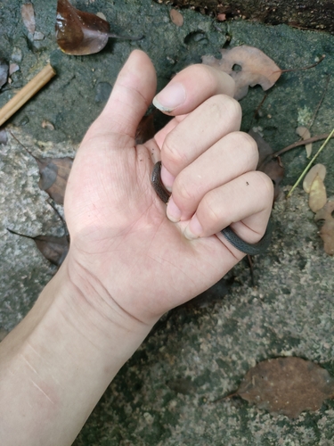 Northern Reed Snake