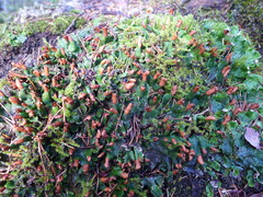 Peltigeraceae