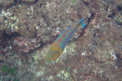 Thalassoma trilobatum observed 2026-10-04