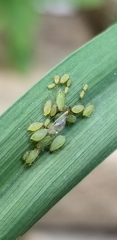 Schizaphis