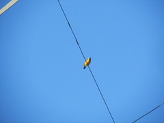 Icterus cucullatus nelsoni