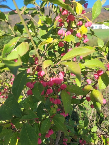 Spindle